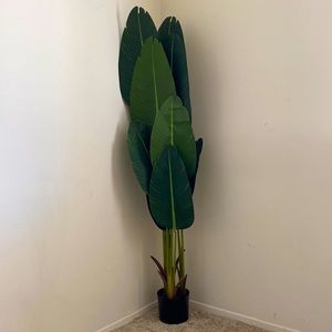 Birds of Paradise 6ft Plant